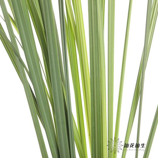 叶材 | 芦苇叶 商品图2