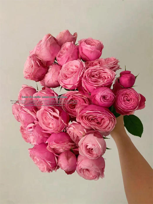 肯尼亚Silva Pink樱桃小丸子多头玫瑰花5支 商品图1