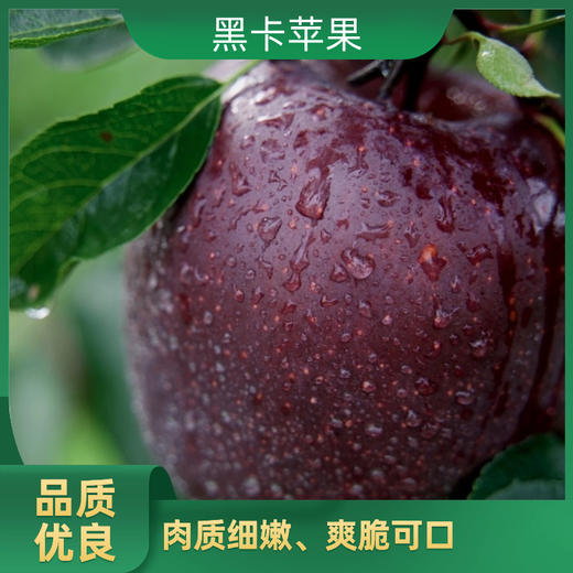 【新品】黑卡苹果 商品图0