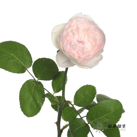 单头玫瑰 | 可爱瓷【小众玫瑰，单买不发货，可能有红边，介意慎拍】 商品图3