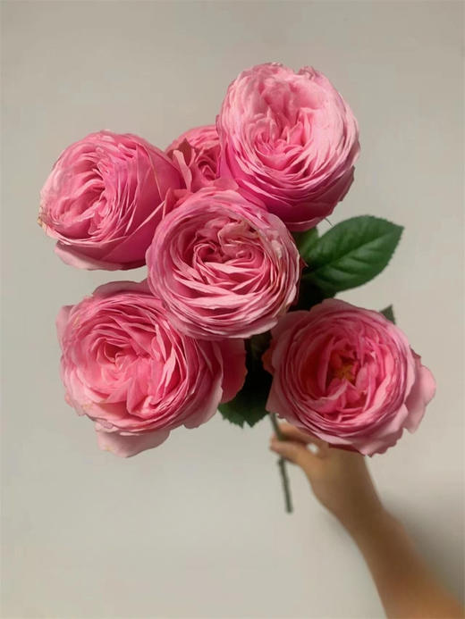 肯尼亚Silva Pink樱桃小丸子多头玫瑰花5支 商品图2