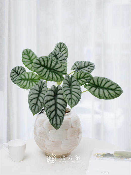 JT白犀牛 商品图0