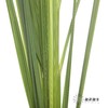 叶材 | 芦苇叶 商品缩略图4