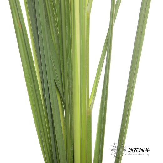 叶材 | 芦苇叶 商品图4