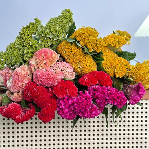 稀有小众鸡冠花多色可选 商品图0