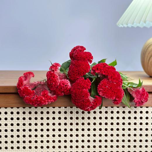 稀有小众鸡冠花多色可选 商品图3