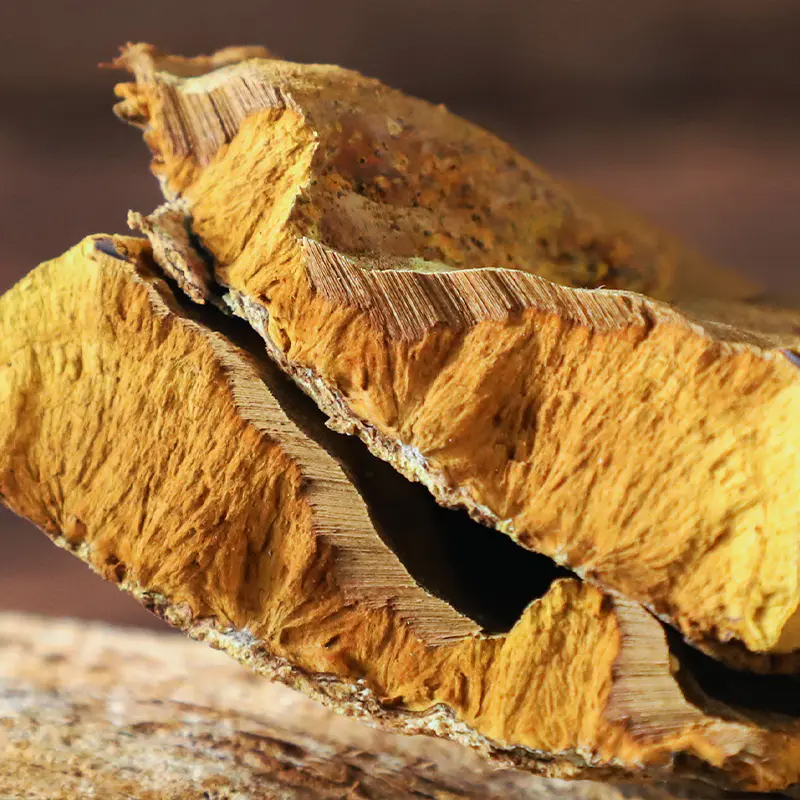 西藏 察隅野生桑树桑黄250g/500g 礼盒装（10/20/30N）