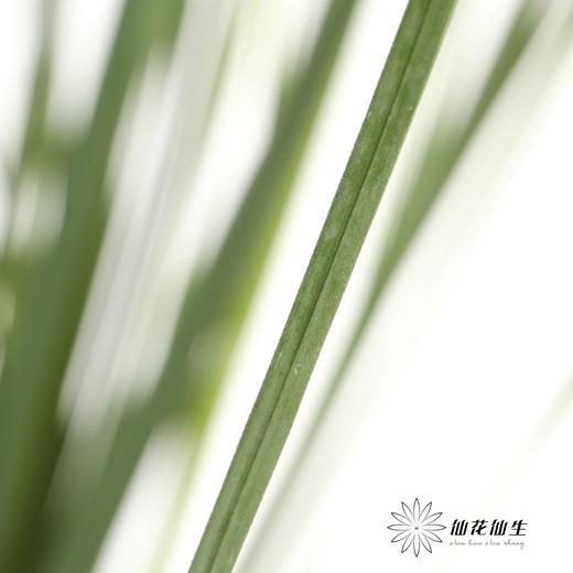 叶材 | 芦苇叶 商品图3