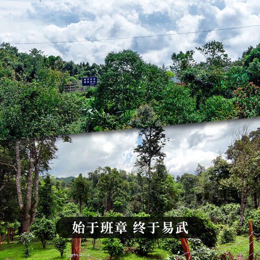 【七星千羽孔雀】2023年头春头采周年庆特制品从经典到创新始于班章终于易武两大鼎级产区独家拼配技艺拍5发6拍20发25 商品图6