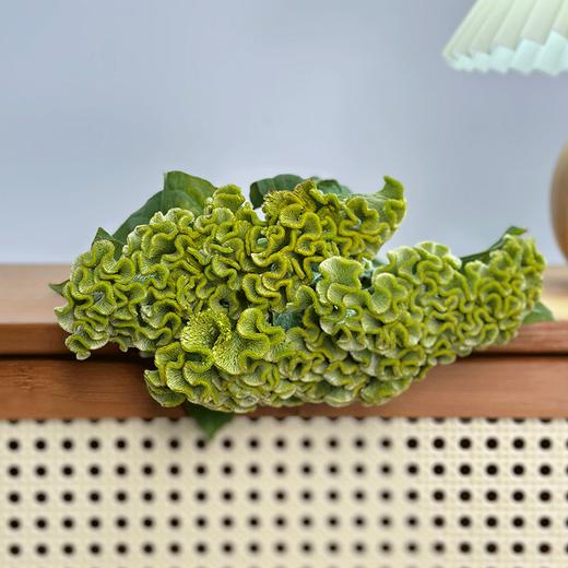 稀有小众鸡冠花多色可选 商品图4