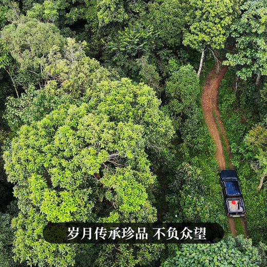 【618开门红】【掌柜私藏—老班章】2014年老班章纯料原料掌柜个人仓库收藏准备好迎接来自神物的降临有钱难买的高级货 商品图8