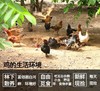 【包邮到家｜密云散养溜达鸡（500天以上）】无饲料无任何添加剂 来自北京市水源地密云的山地放养，真土鸡！才够香！ 现杀现发，48小时内发出！ 商品缩略图1