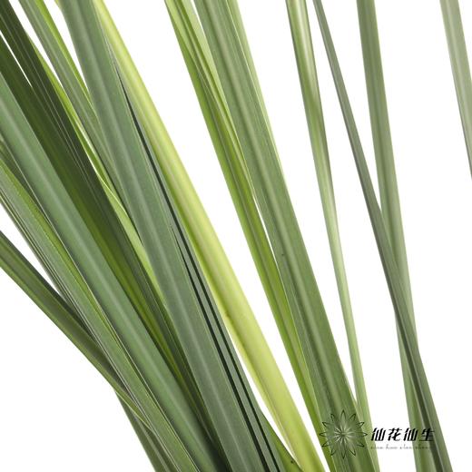 叶材 | 芦苇叶 商品图0