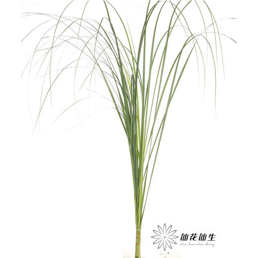 叶材 | 芦苇叶 商品图1