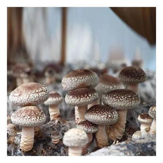 全国最大的香菇基地，西峡特产菇香浓郁人工挑选 火锅食材煲汤材料 精品西峡香菇500g 商品图3