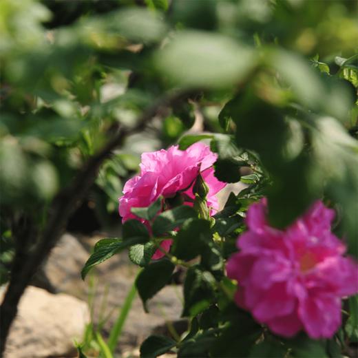 那城 2023花季玫瑰水 纯净 自然 舒润1:1花水比，7.5岁玫瑰树每年只有一次花季，高海拔种植，手工采摘。 商品图5