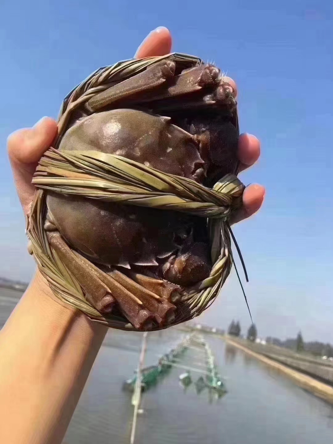 秋风起，蟹脚痒，一起去捞蟹啦