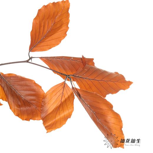 荷兰花材 | 榛子叶秋色 Fall 商品图2
