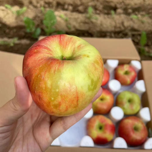 顺风包邮到家(偏远地区除外）！来自大连三十里堡国营农场的冰糖脆苹果，传统种植，纯有机肥！对外销售了十三年，品质嘎嘎滴！皮薄，脆甜多汁！下树糖心遍布苹果全身😀，随着温度变化糖心会消失哦！净约五斤/箱 商品图4