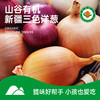 【有机三色洋葱】有机种植   净重5斤左右  产地新疆 商品缩略图0