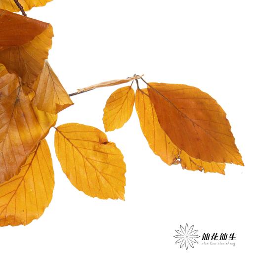荷兰花材 | 榛子叶秋色 Fall 商品图4