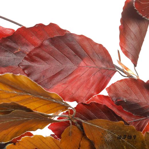 荷兰花材 | 榛子叶秋色 Fall 商品图1