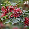汉源花椒 花椒油 藤椒油 商品缩略图4