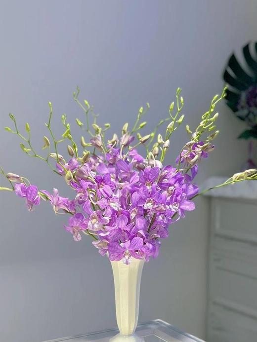 泰国洋兰千代兰紫罗兰各色可选10支 商品图4