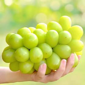 阳光玫瑰青提 约500G /份 /份