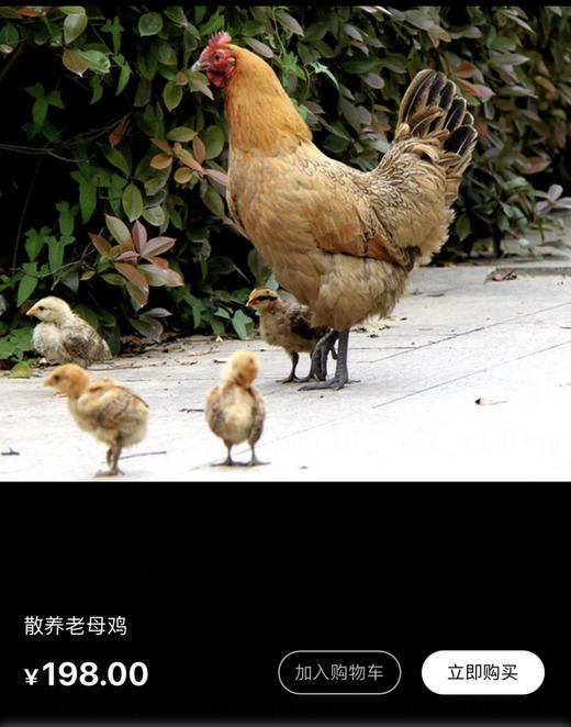 特惠礼包：母鸡+散养鸡蛋15枚+生态蔬菜5包（300元包邮) 商品图1
