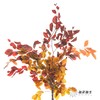 荷兰花材 | 榛子叶秋色 Fall 商品缩略图6