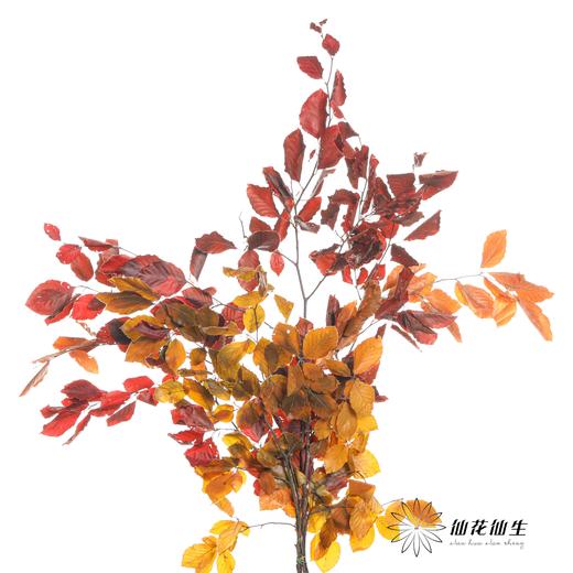 荷兰花材 | 榛子叶秋色 Fall 商品图6
