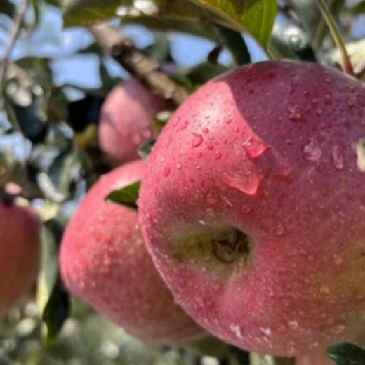 产地直发 正宗云南昭通丑苹果2001 脆甜香 商品图1