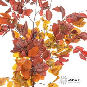 荷兰花材 | 榛子叶秋色 Fall