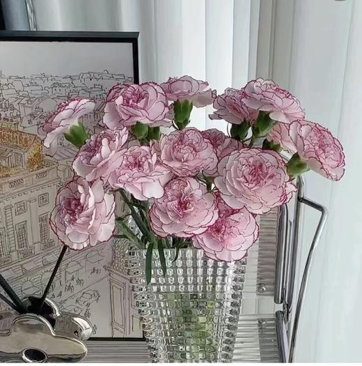 【周四秒杀】紫精灵渐变色康乃馨一份10枝29.8 商品图0