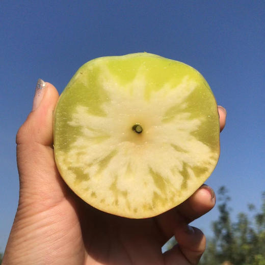 顺风包邮到家(偏远地区除外）！来自大连三十里堡国营农场的冰糖脆苹果，传统种植，纯有机肥！对外销售了十三年，品质嘎嘎滴！皮薄，脆甜多汁！下树糖心遍布苹果全身😀，随着温度变化糖心会消失哦！净约五斤/箱 商品图0