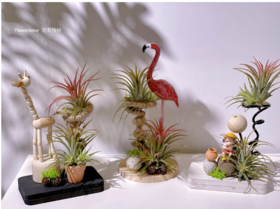 【周四秒杀】空气凤梨一个38元（图案随机）