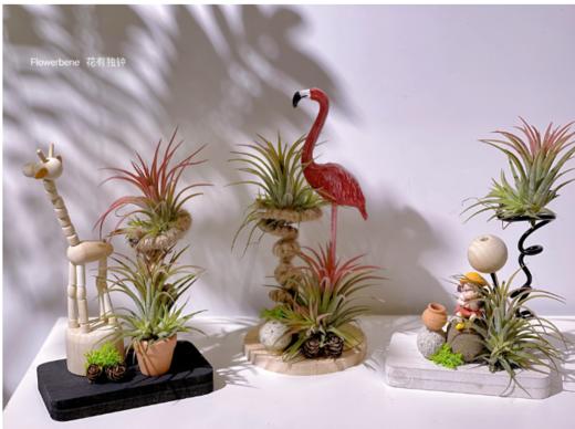 【周四秒杀】空气凤梨一个38元（图案随机） 商品图0