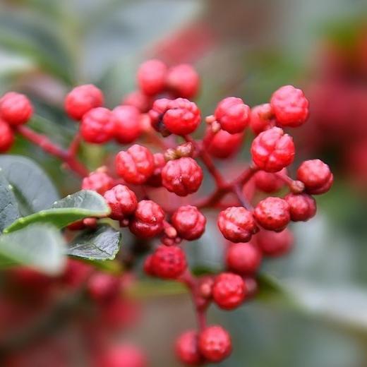 汉源花椒 花椒油 藤椒油 商品图5