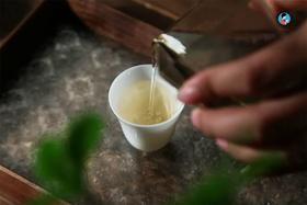 冲泡方法 | 2023《纵横》古树春茶