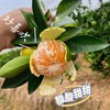 【一口爆汁】赣南寻乌蜜橘 蜜桔 商品缩略图6