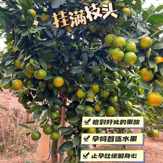 【一口爆汁】赣南寻乌蜜橘 蜜桔 商品图7