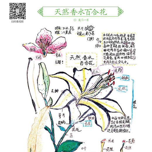 《自然观察笔记（第三届）》《自然观察笔记125例——培养板报小能手》（共2册） 商品图8