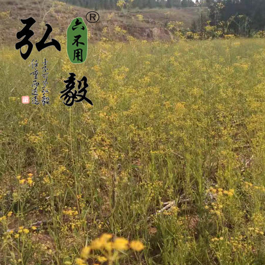 【弘毅六不用生态农场】六不用柴胡（4年生） 半斤/份 商品图1