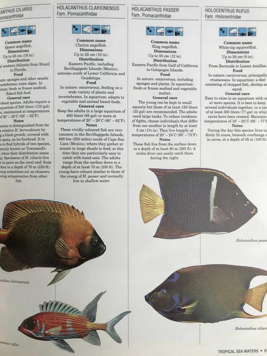 观赏鱼类百科全书 数百幅彩色插图 精装大16开 商品图13