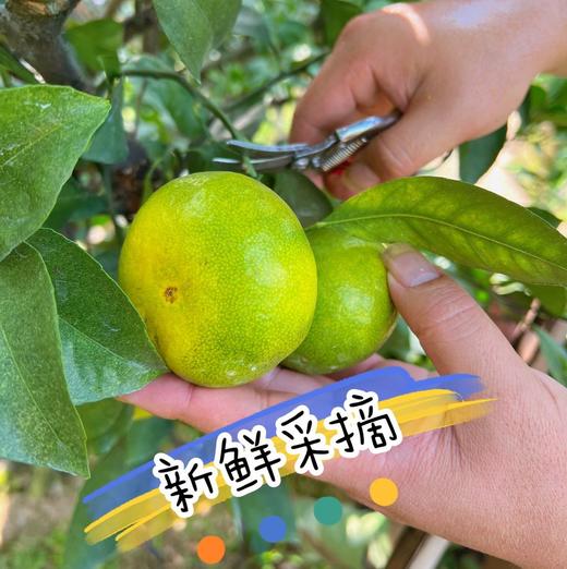 【一口爆汁】赣南寻乌蜜橘 蜜桔 商品图4