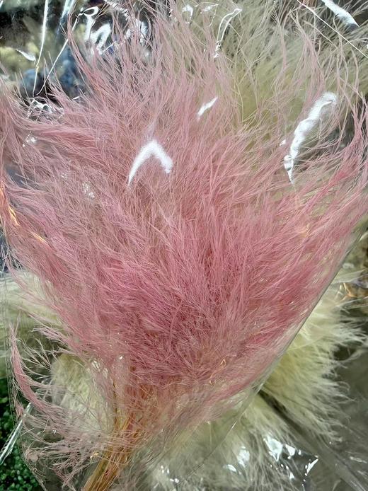 国产花材-永生【石草】 商品图1