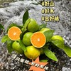 【一口爆汁】赣南寻乌蜜橘 蜜桔 商品缩略图0