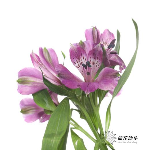 六出花 | 仙那度 商品图3