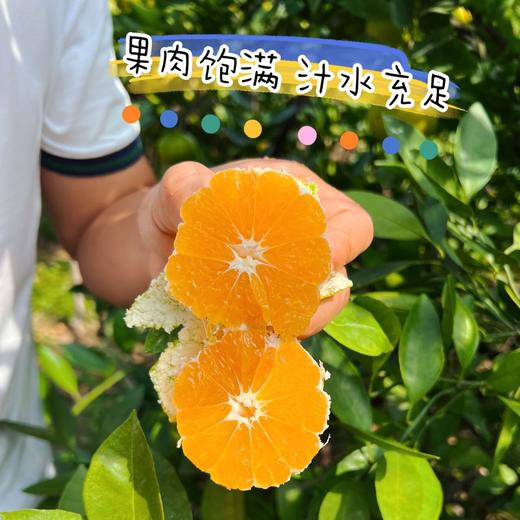 【一口爆汁】赣南寻乌蜜橘 蜜桔 商品图1